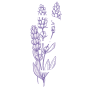 Belvedere Lavender