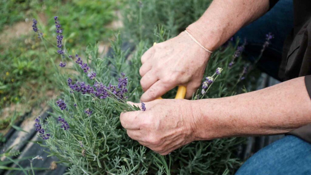 natural lavender