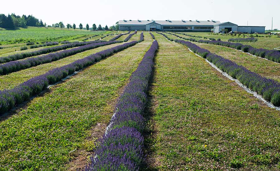Belvedere lavender